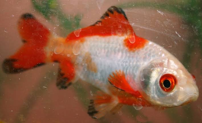 गोल्डफिश का साइंटिफिक नाम क्या है? Goldfish ka scientific naam kya hai 2022